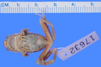 Media type: image; Herpetology A-17632